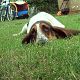 Kutya Basset hound