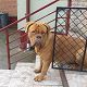 Kutya Bordeaux-i dog
