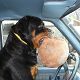 Kutya Rottweiler