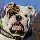 Kutya Bulldog