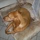 Kutya Magyar vizsla