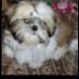 Kutya Shih-tzu