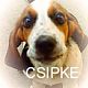 Kutya Basset hound