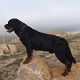 Kutya Rottweiler