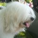 Kutya Tibeti terrier