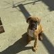 Kutya Boxer