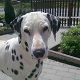 Kutya Dalmata
