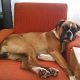 Kutya Boxer