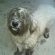 Kutya Komondor