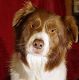 Kutya Border collie