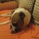 Kutya Bulldog