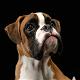 Kutya Boxer