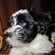 Kutya Tibeti terrier