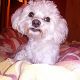 Kutya Bichon bolognese