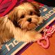 Kutya Lhasa-apso