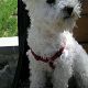 Kutya Bichon bolognese