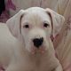 Kutya Argentin dog