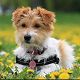 Kutya Jack Russel terrier