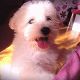 Kutya Bichon bolognese