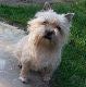 Kutya Cairn terrier