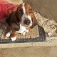 Kutya Basset hound