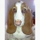 Kutya Basset hound