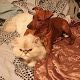 Kutya Pinscher