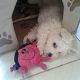 Kutya Bichon bolognese