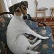 Kutya Jack Russel terrier