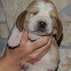 Kutya Basset hound