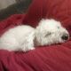 Kutya Bichon bolognese