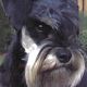 Kutya Schnauzer
