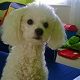 Kutya Bichon bolognese