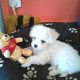 Kutya Bichon bolognese