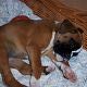 Kutya Boxer