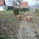 Kutya Briard