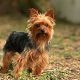 Kutya Terrier