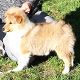 Kutya Sheltie