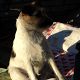Kutya Parson Jack Russel