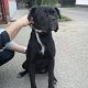 Kutya Boxer