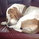 Kutya Basset hound
