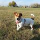 Kutya Jack Russel terrier