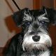 Kutya Schnauzer