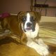 Kutya Boxer