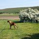Kutya Rhodesian Ridgeback