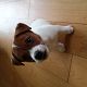 Kutya Jack Russel terrier