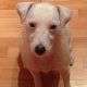 Kutya Parson Jack Russel