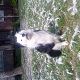 Kutya Border collie