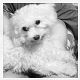 Kutya Bichon bolognese