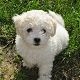 Kutya Bichon bolognese